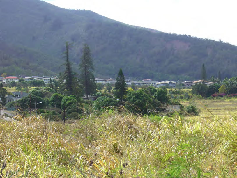 Field